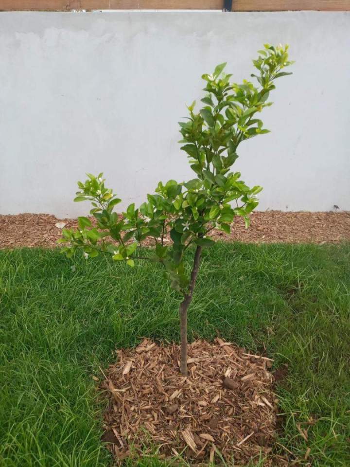 Jeune arbre avec paillage Saint-Louis