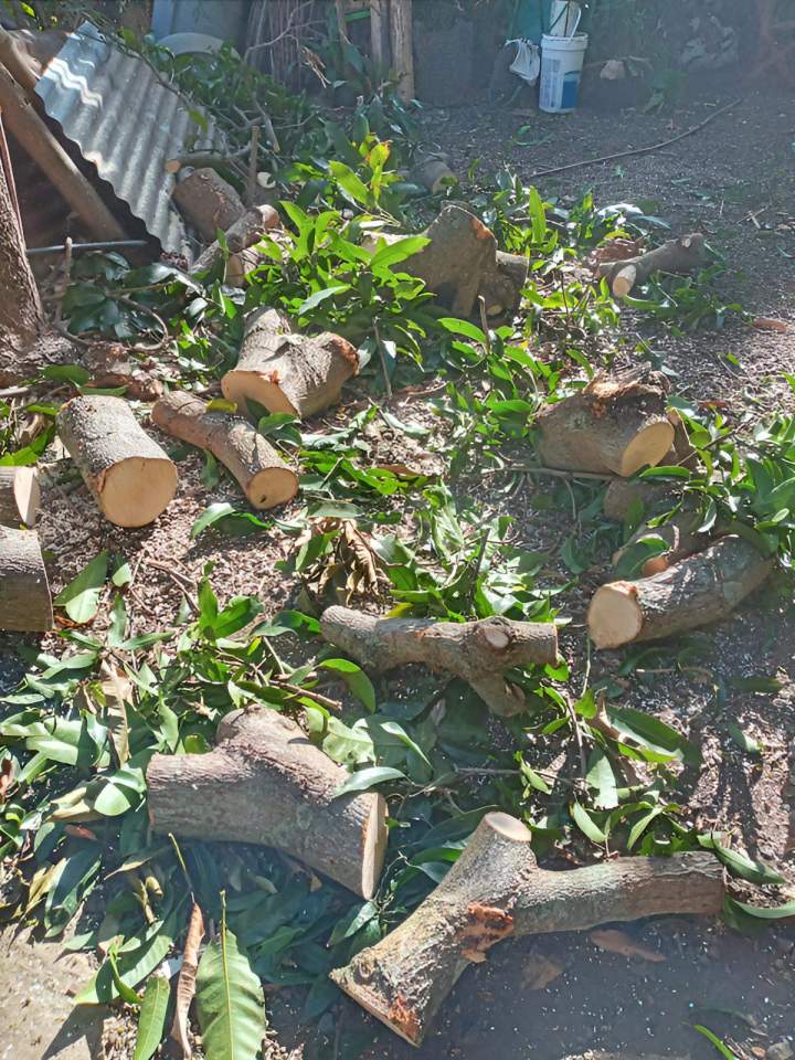 Troncs et branches coupés Saint-Louis