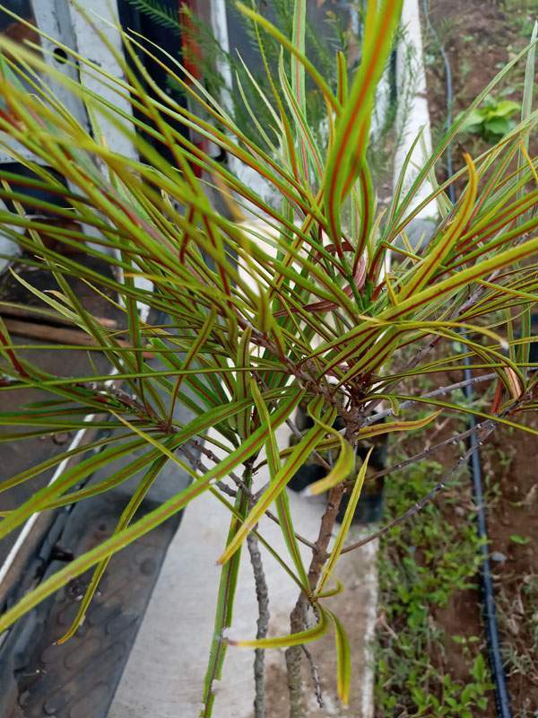 Jeune pin Saint-Louis