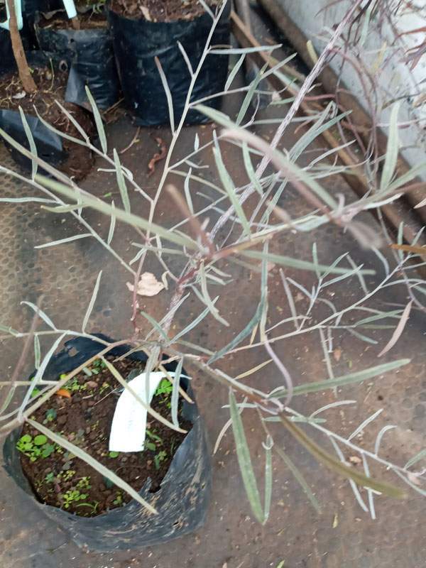 Arbrisseau Saint-Louis