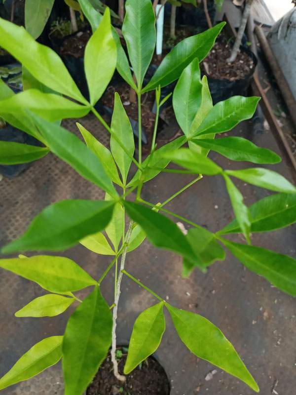 Plante verte Saint-Louis