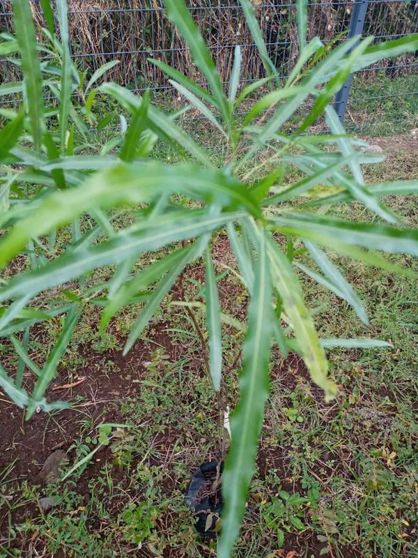 Jeune plante à feuilles lancéolées Saint-Louis