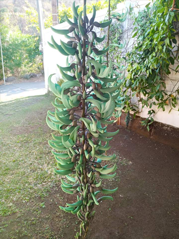 Liane de jade Saint-Louis