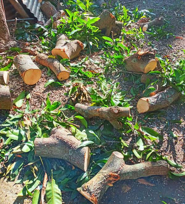 Taille professionnelle pour la santé et la sécurité de vos arbres