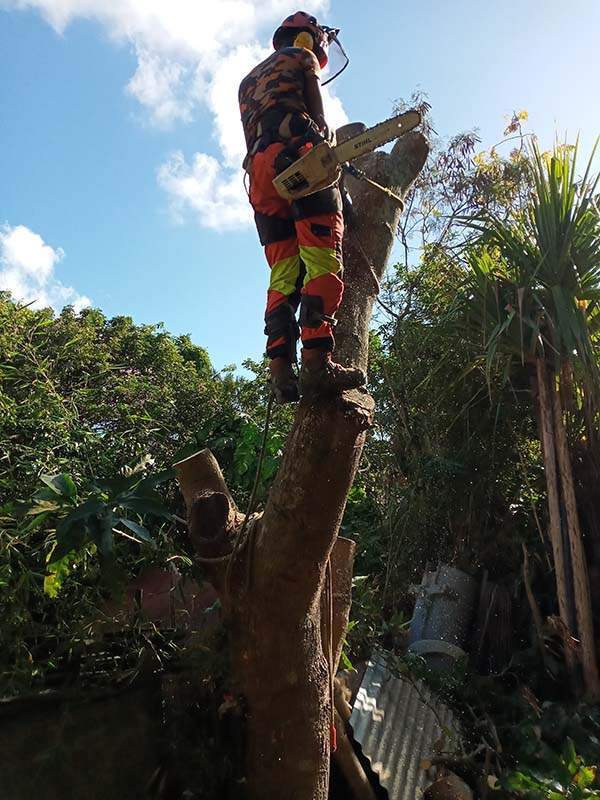 Elagage des arbres Saint-Louis